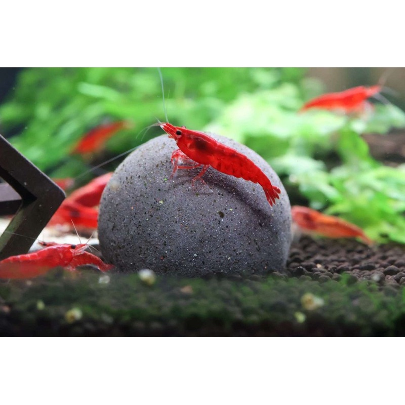 Neocaridina Shrimp - Bloody Mary