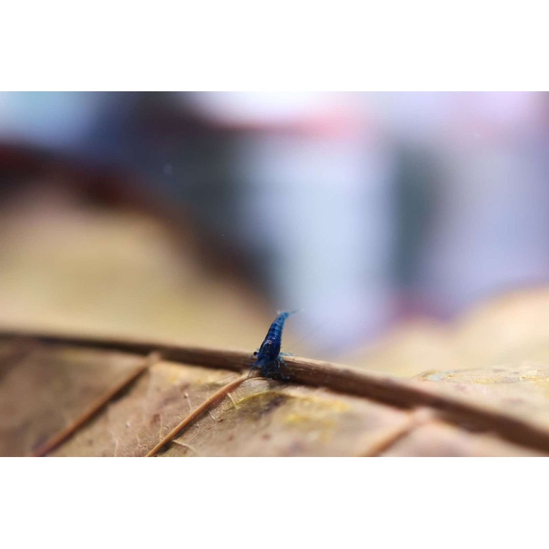 Neocaridina Shrimp - Blue Cherry