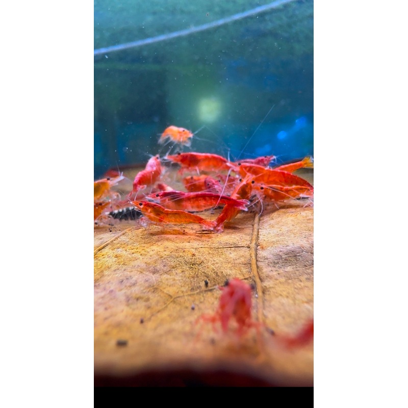 Neocaridina Shrimp - Red Cherry