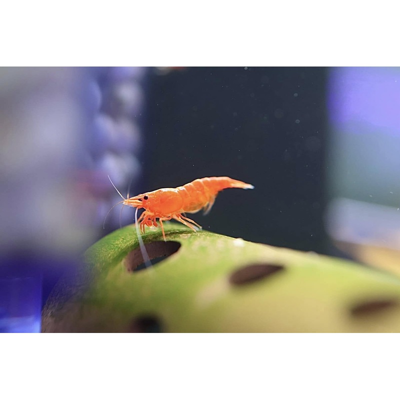 Neocaridina Shrimp - Sunkist Orange Cherry