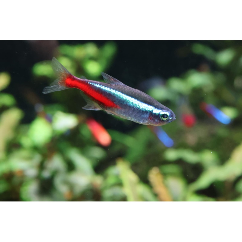 Neon Tetra (Paracheirodon Innesi)