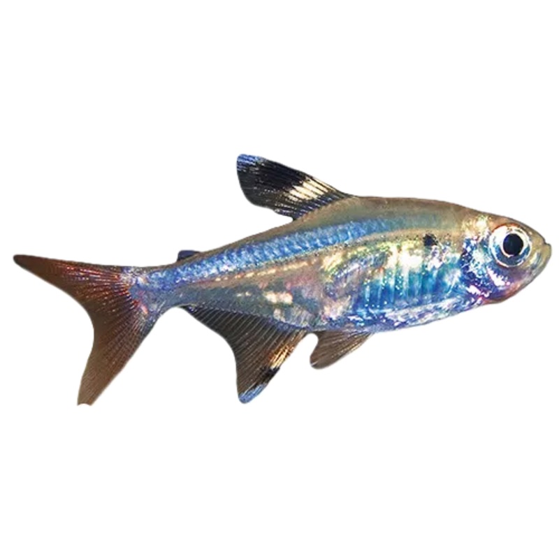 Pristella Tetra (Pristella maxillaris)