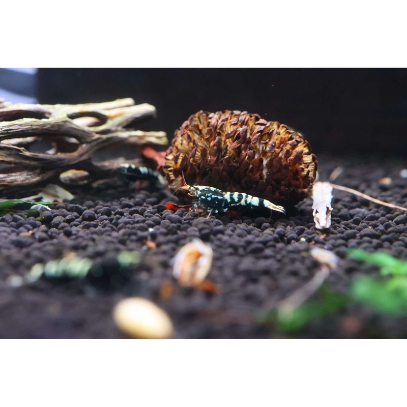 Taiwan Bee Shrimp - Black Galaxy Pinto