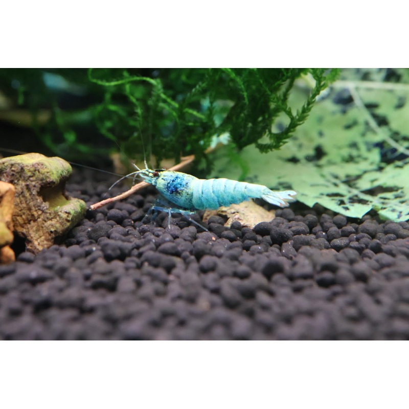 Taiwan Bee Shrimp - Blue Steel