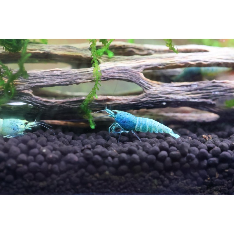 Taiwan Bee Shrimp - Mosura Blue Bolt