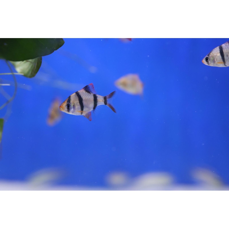 Assorted Tiger Barbs (Puntius Tetrazona)