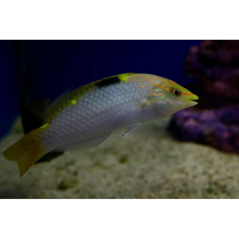 Checkerboard Wrasse (Halichoeres hortulanus)