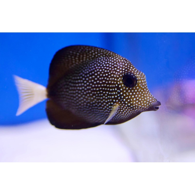 Gem Tang (Zebrasoma gemmatum)