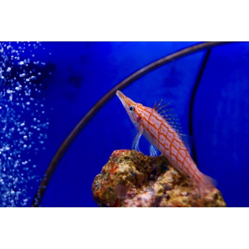 Longnose Hawkfish (Oxycirrhites typus)