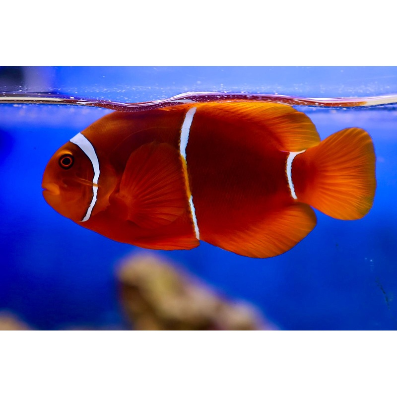 Maroon Clownfish Pair (Premnas biaculeatus)