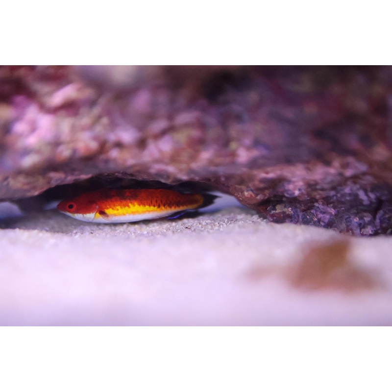 Naoko's Fairy Wrasse (Cirrhilabrus naokoae)