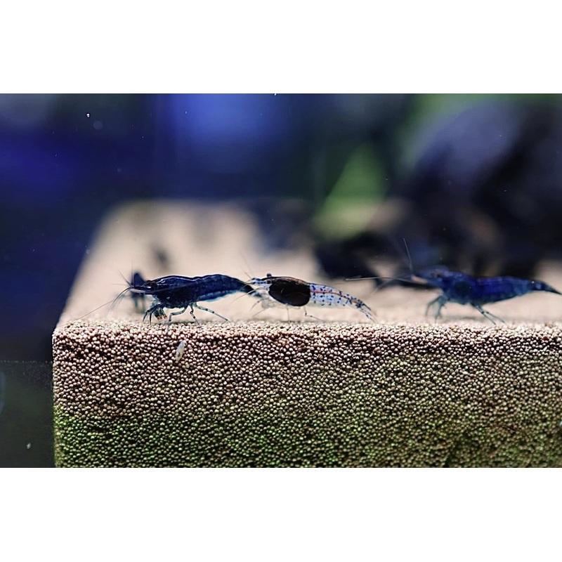Neocaridina Shrimp - Blue Dream Cherry Shrimp