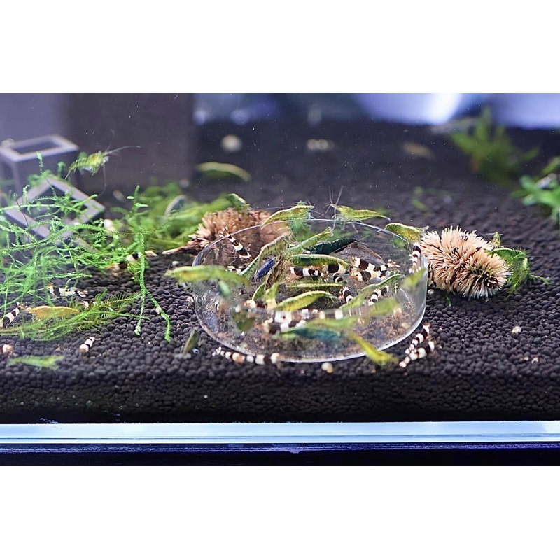 Neocaridina Shrimp - Green Jade