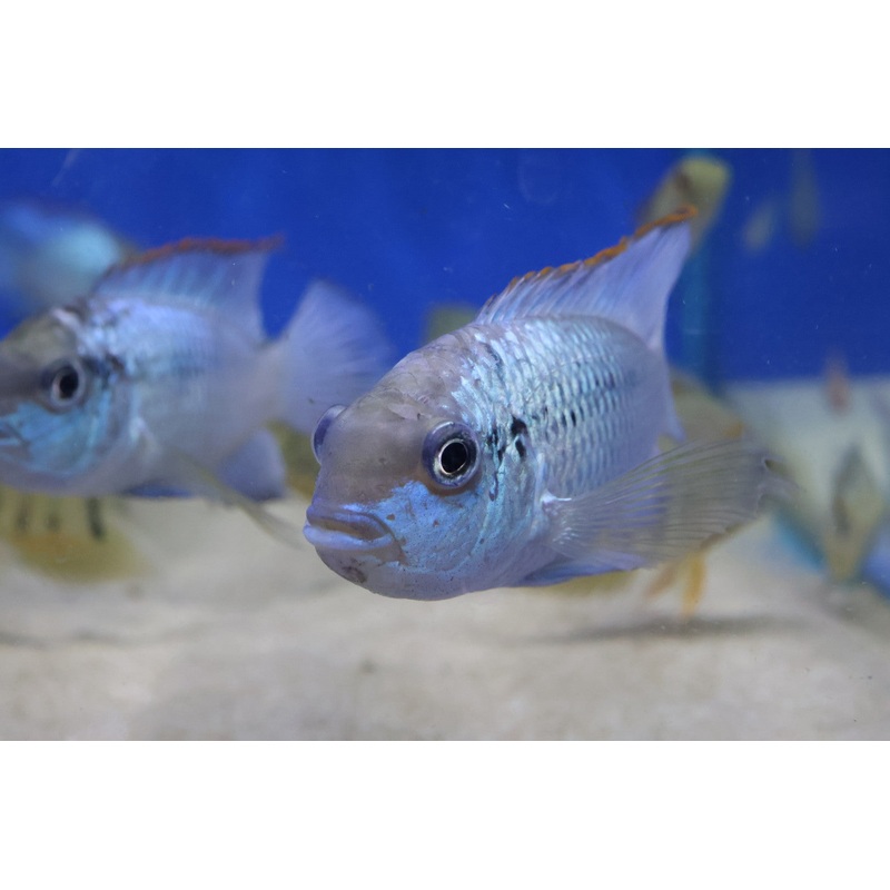 Neon Blue Acara (Andinoacara pulcher) 8cm