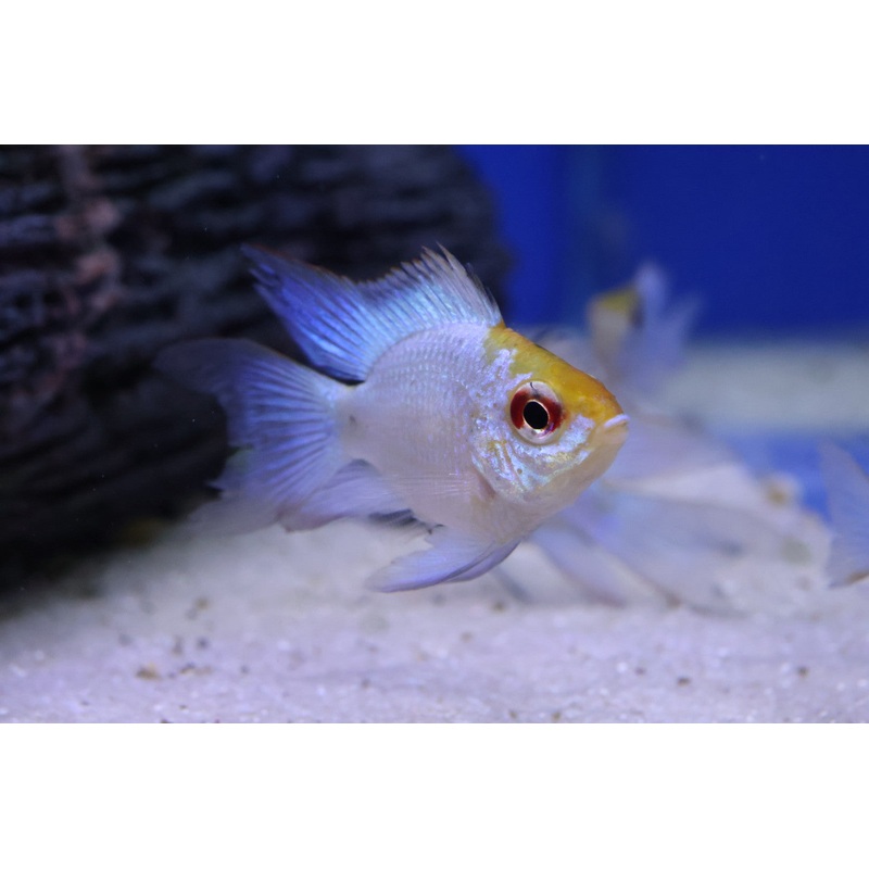 Neon Blue Balloon Longfin Ram (Microgeophagus Ramirezi) 3.5cm