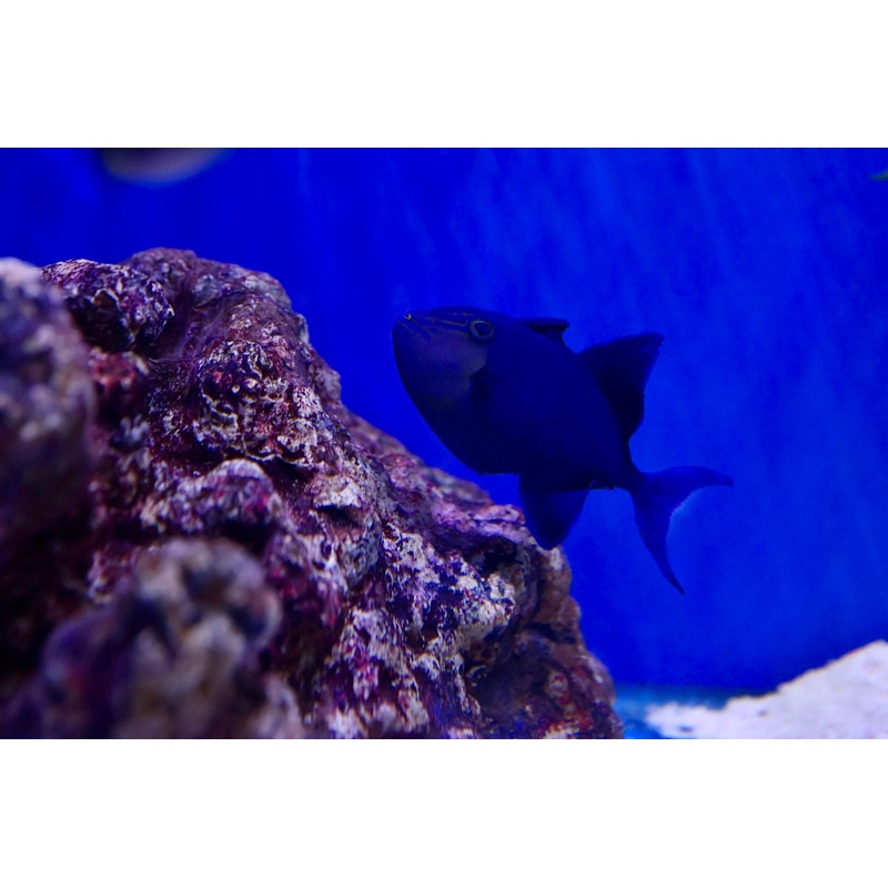 Niger Triggerfish (Odonus niger) aka Redtoothed Triggerfish