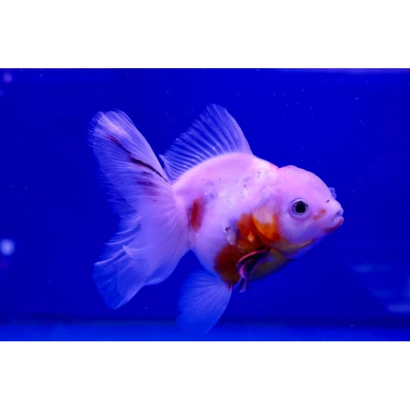 Oranda Goldfish (Carassius Auratus) 12cm