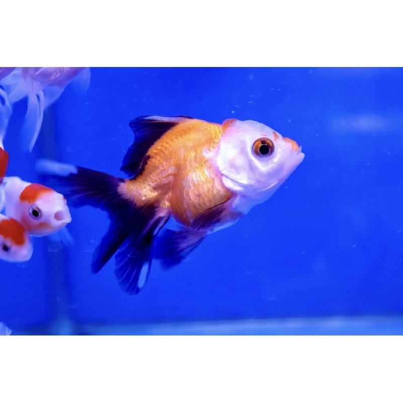Oranda Goldfish (Carassius Auratus) 5cm