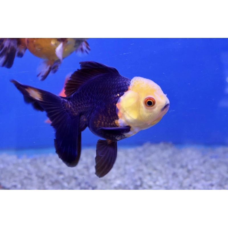Oranda Goldfish (Carassius Auratus) 7cm