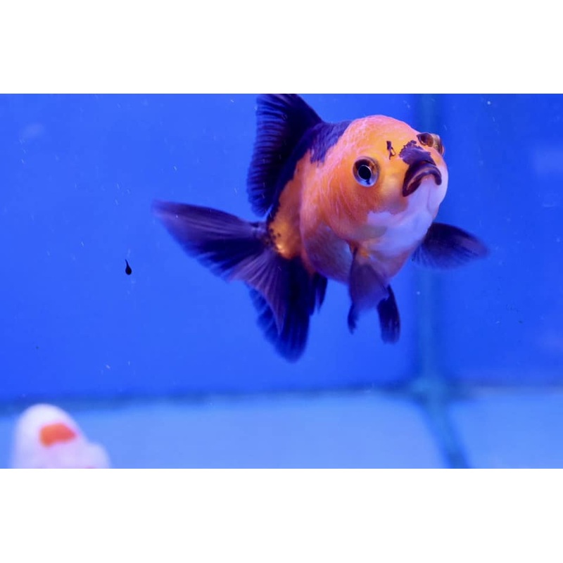 Oranda Goldfish (Carassius Auratus) 9cm