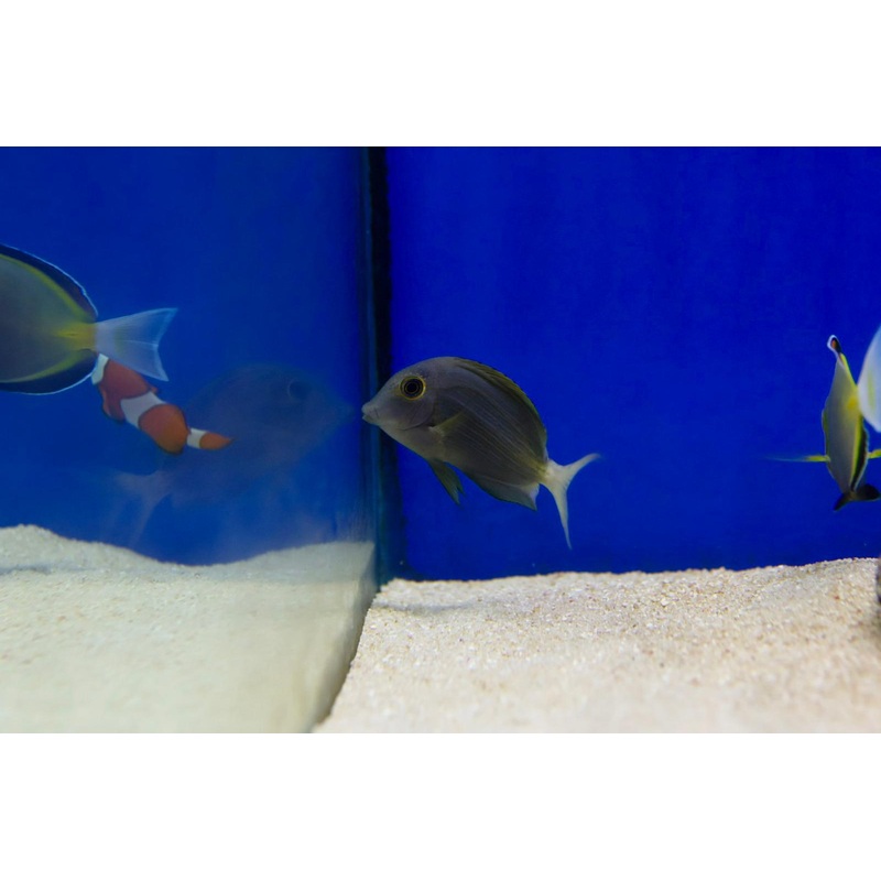 Orange Stripe Bristletooth Tang (Ctenochaetus striatus)