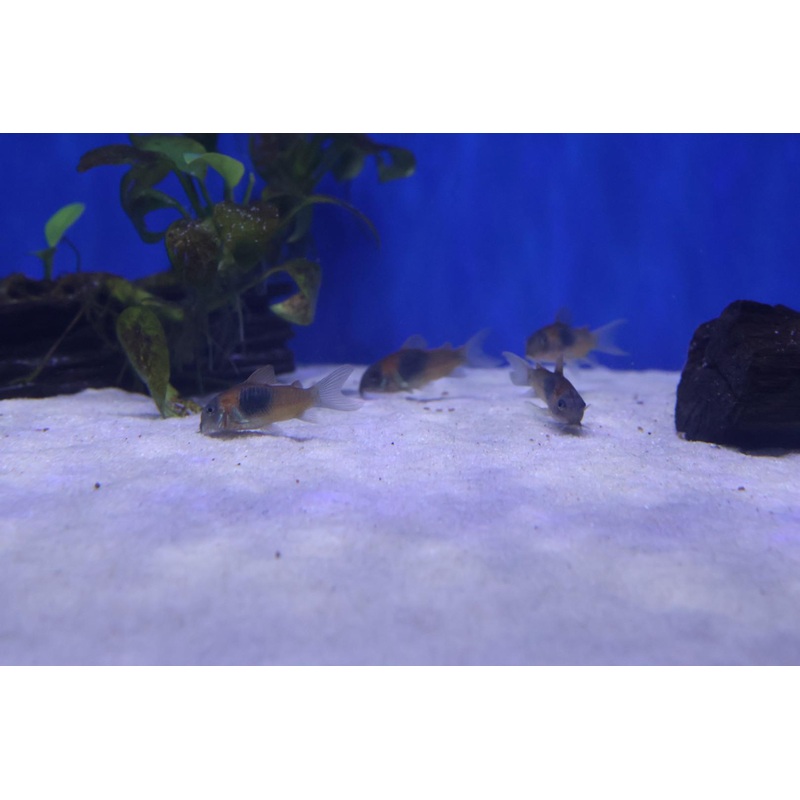 Orange Venezuelan Corydoras (Corydoras aeneus, orange variant)