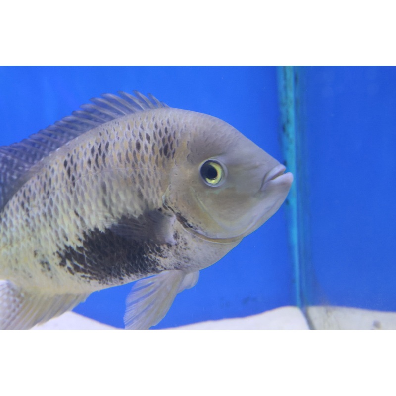 Pantano Cichlid (Herichthys pearsei) XXL 16cm