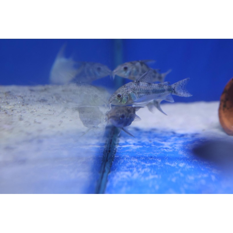 Peppered Corydoras (Corydoras paleatus)
