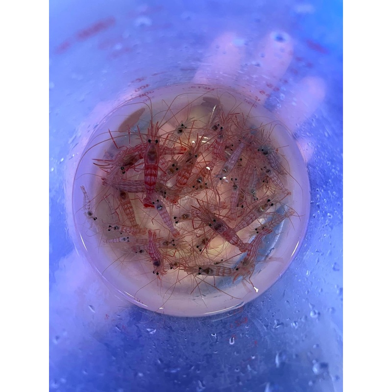 Peppermint Shrimp (Lysmata wurdemanni)