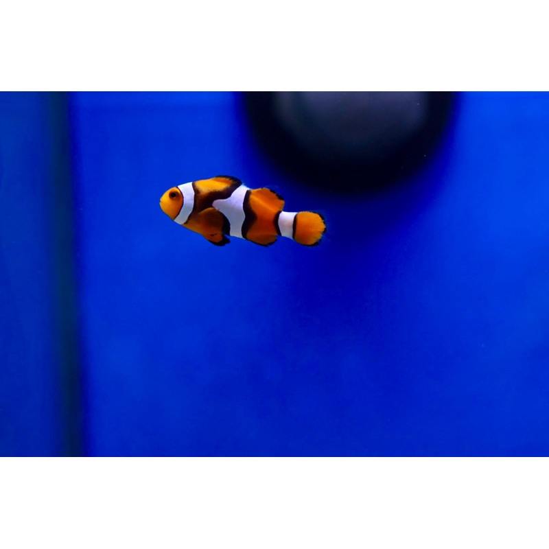 Percula Clownfish (Amphiprion percula)