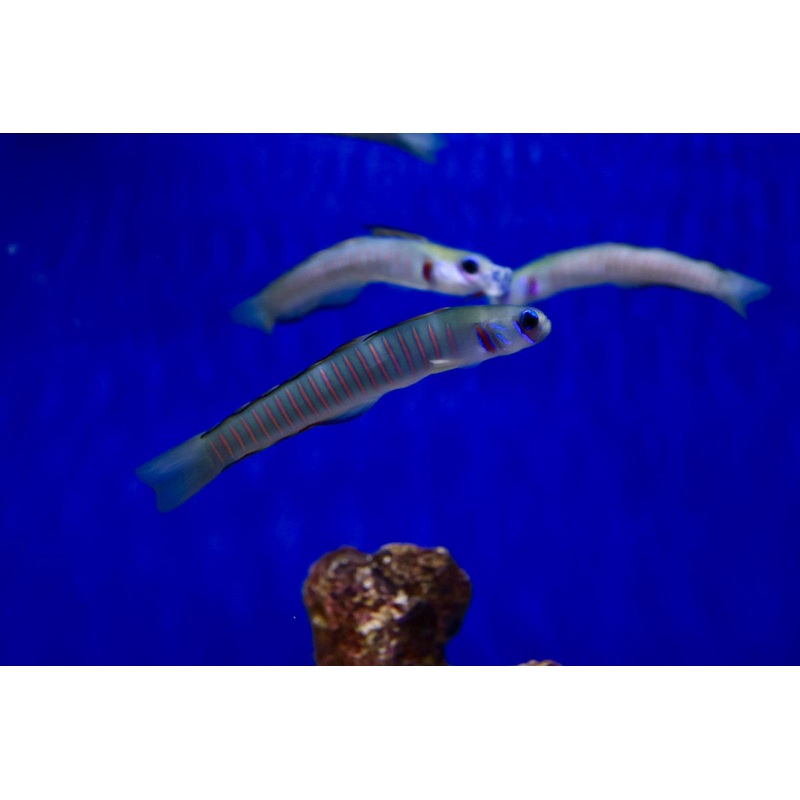 Pink Bar Zebra Goby (Ptereleotris zebra)