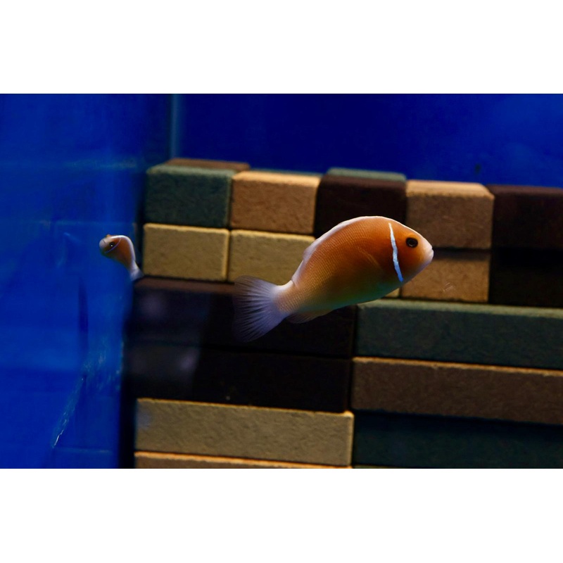Pink Skunk Clownfish Pair (Amphiprion perideraion)