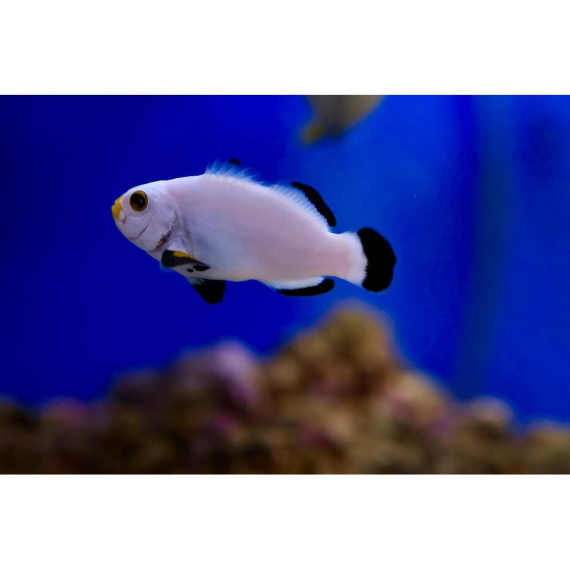 Platinum Percula Clownfish Pair (Amphiprion percula)