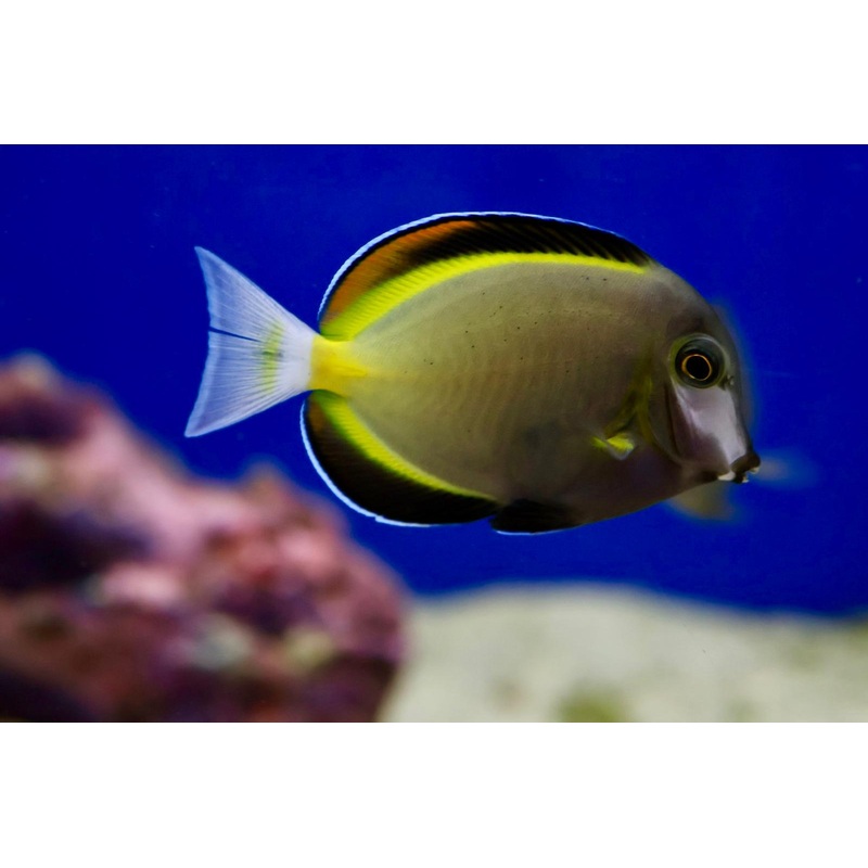 Powder Brown Tang (Acanthurus japonicus)