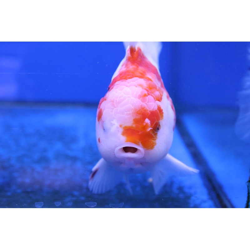 Premium Oranda Goldfish (Carassius Auratus) 12cm