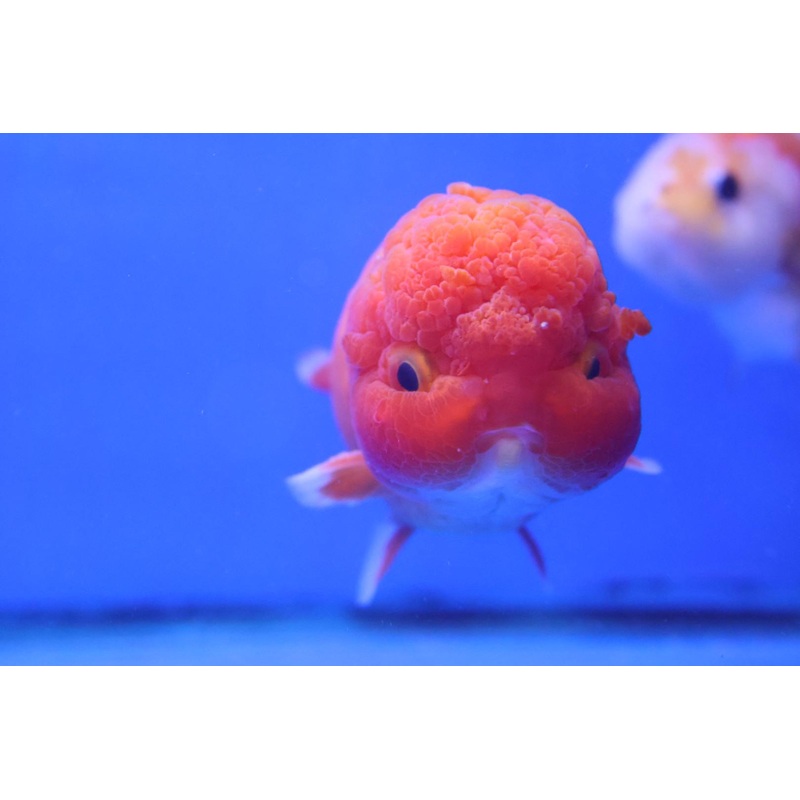 Ranchu Goldfish (Carassius Auratus) 11cm A Grade
