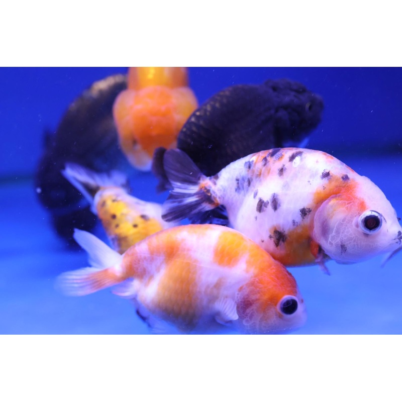 Ranchu Goldfish (Carassius Auratus) 9cm A Grade