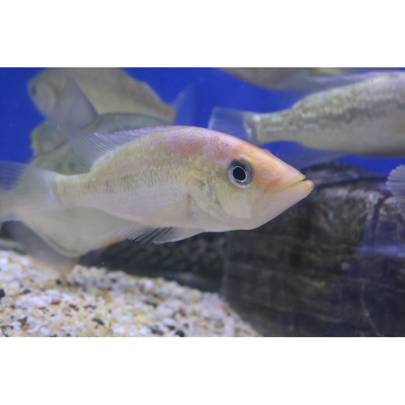 Red Bay Snook (Petina Splendida) 10cm
