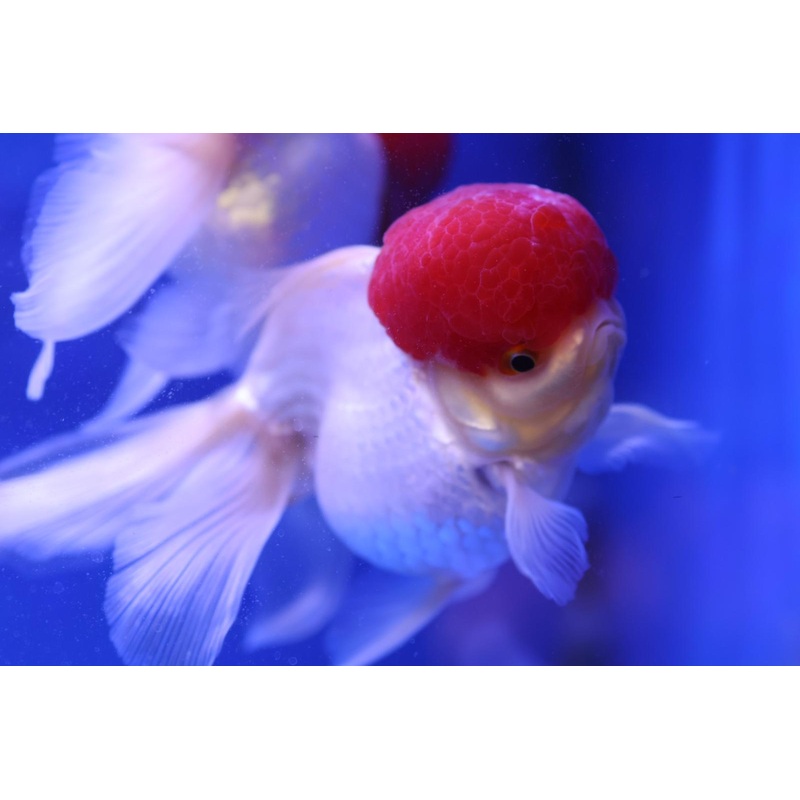 Red Cap Oranda Goldfish (Carassius Auratus) 12cm