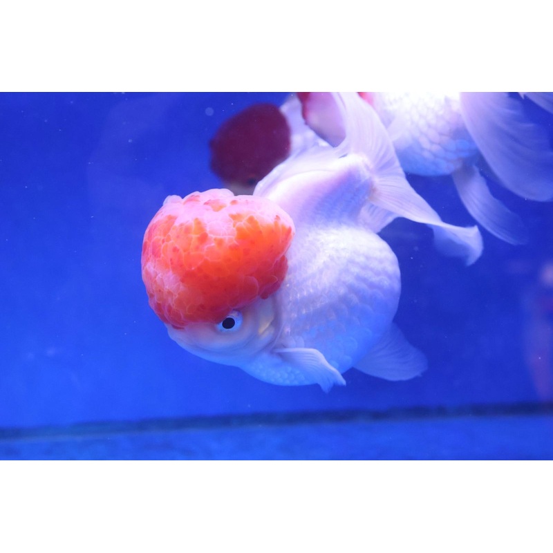 Red Cap Oranda Goldfish (Carassius Auratus) 8cm