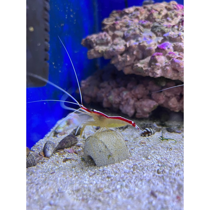 Red Line Cleaner Shrimp (Lysmata amboinensis)