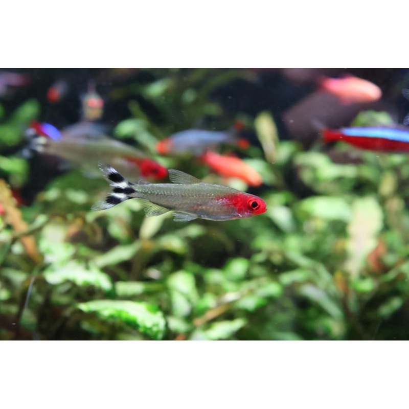 Rummynose Tetra (Hemigrammus Rhodostomus)