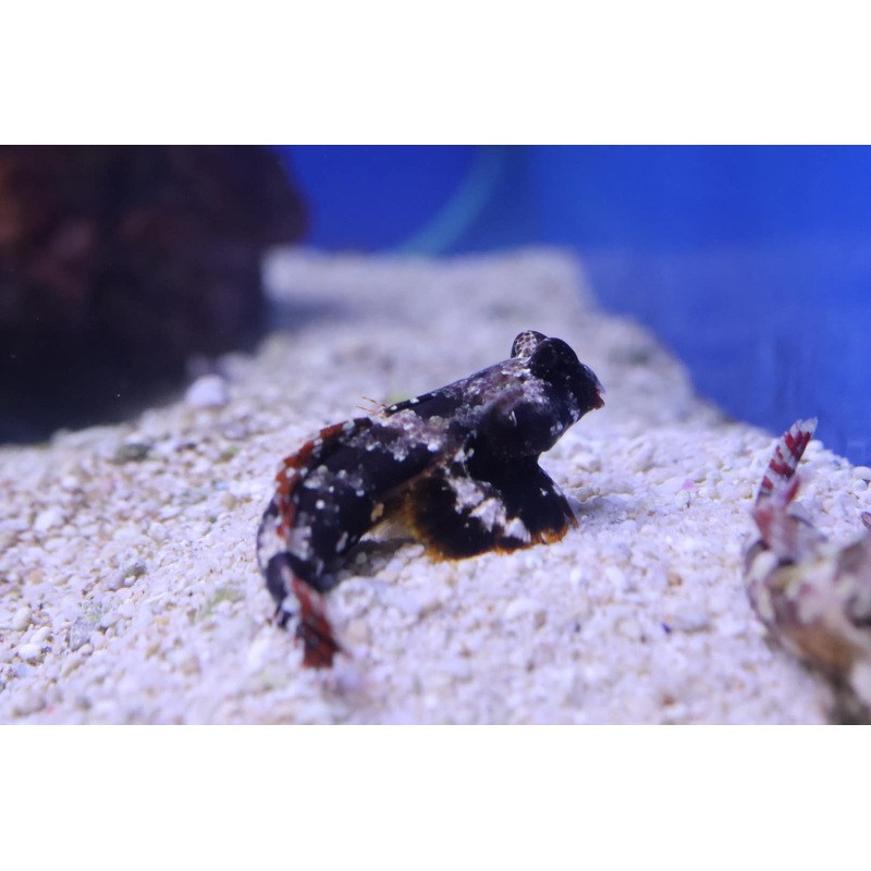 Scooter Blenny (Synchiropus ocellatus)