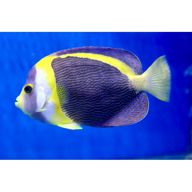 Scribbled Angelfish (Chaetodontoplus duboulayi)