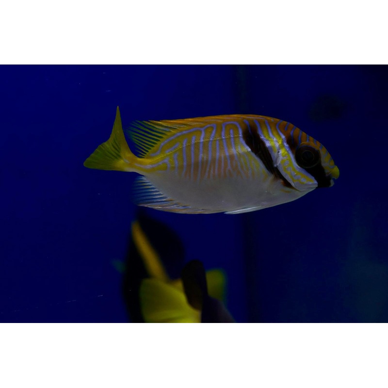 Scribbled Rabbitfish (Siganus doliatus)