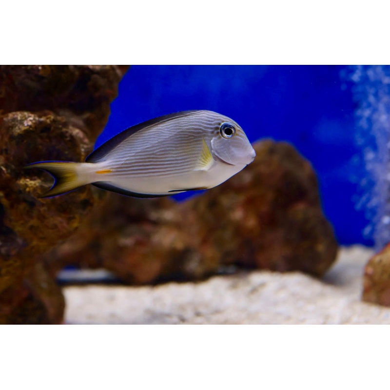 Sohal Tang (Acanthurus sohal) aka Sohal Surgeonfish