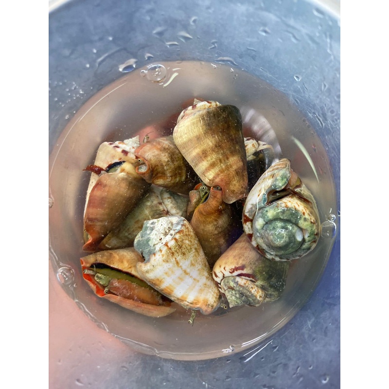 Strombus Snail