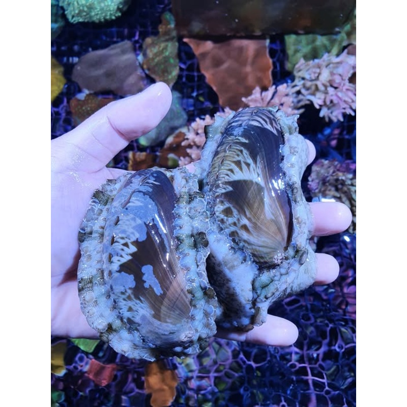 Tropical Abalone (Haliotis asinina)