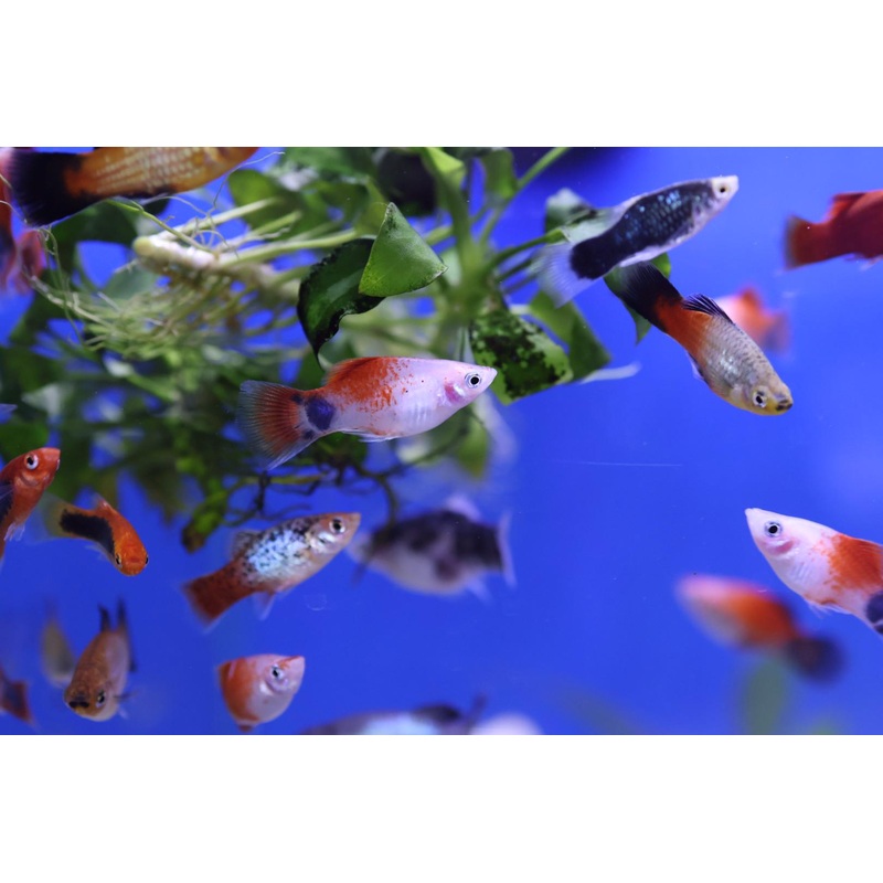 Tropical Platy (Xiphophorus Variatus)