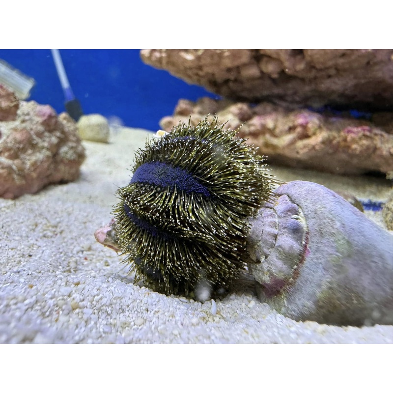 Tuxedo Urchin (Mespilia Globulus)